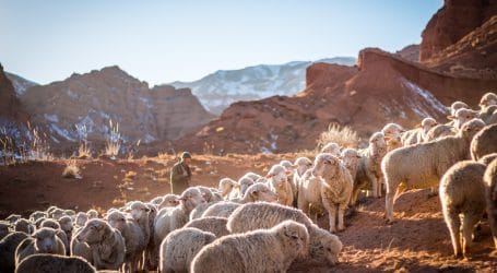 photo of herd of sheep