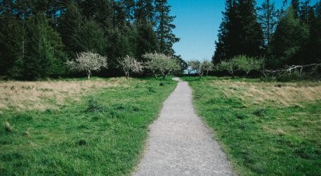 road surrounded by green leafed trees