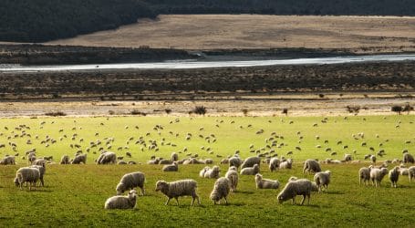 herd of sheep on grass field