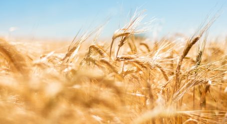 brown wheat field during daytime
