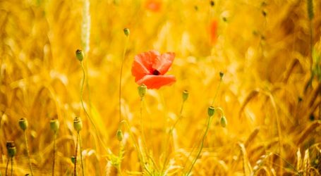 selective focus photography of orange petaled flower