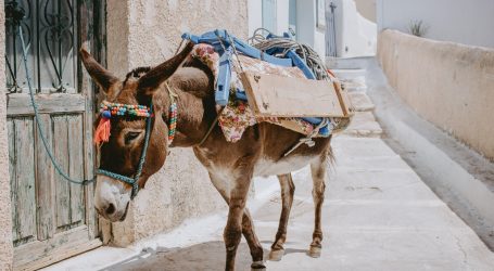 brown horse with white and red carriage on the street