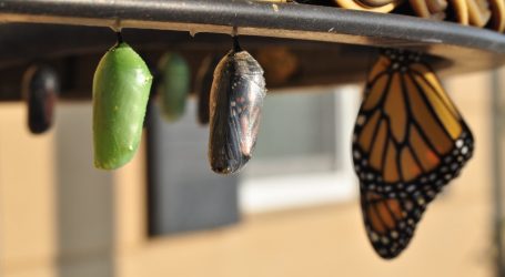 three pupas