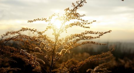 brown grass under white clouds during daytime