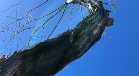 a tree with no leaves and a blue sky in the background