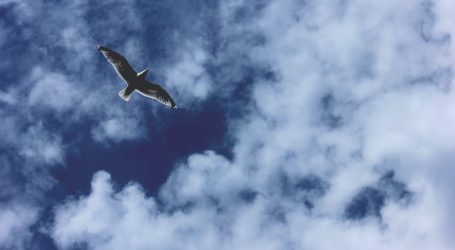 photography of bird flying in the sky