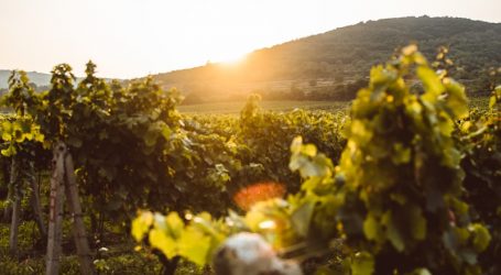 the sun is setting over a vineyard with vines