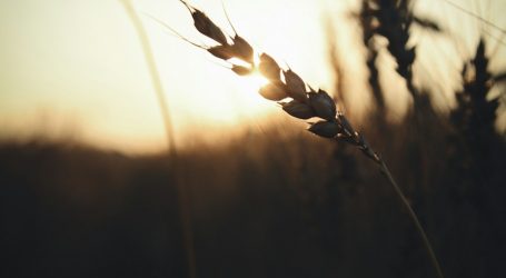 brown wheats on field during sunset