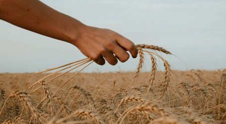person holding stack of wheat