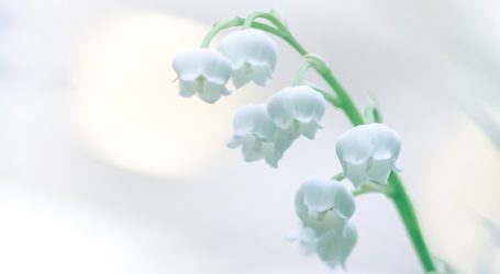 white flower buds in tilt shift lens