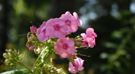 a close up of pink flowers in a garden