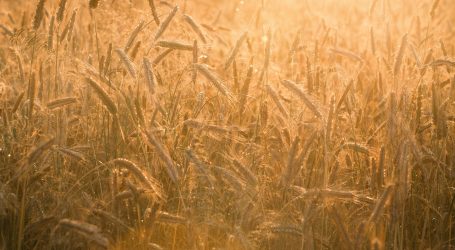 a field of wheat