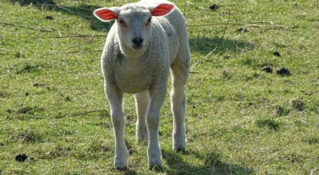 white sheep on green grass field during daytime