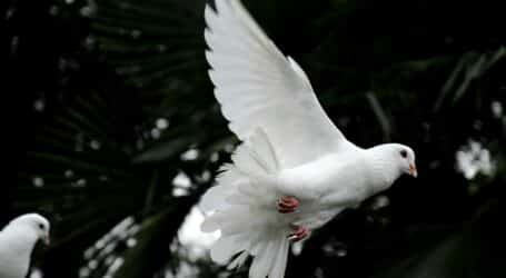 two white doves flying