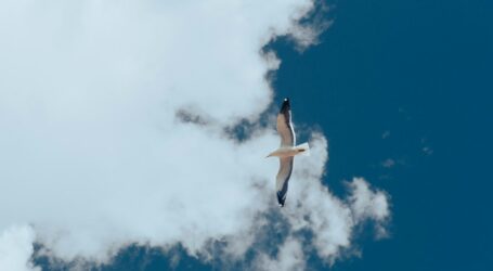 a seagull flying through a cloudy blue sky