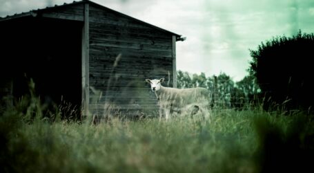 A sheep stands in front of a wooden shed.