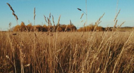 brown grass field under blue sky during daytime